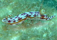 Photo: I. Ben-Tov, view the Sea Slugforum page
